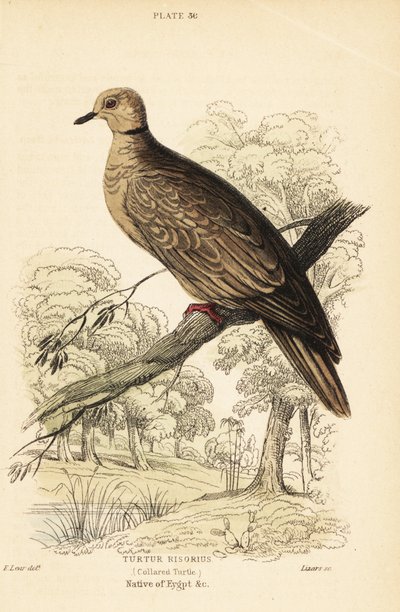 الحمامة البربرية ، Streptopelia risoria. 1889 (نقش) بواسطة فنان غير معروف