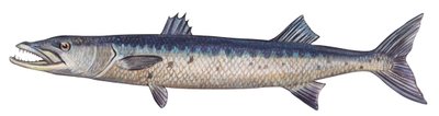 باراكودا - البراكودا العظمى (Sphyraena barracuda) بواسطة فنان غير معروف