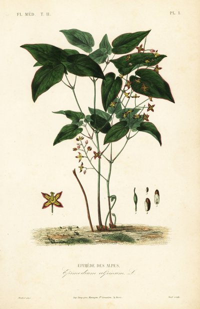 Barrenwort أو bishop's hat ، Epimedium alpinum ، Epimede des alpes بواسطة غير معروف