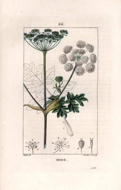 بيرس أو تشارافي - نقش بقلم لامبرت فيل، بعد رسم لبيير جان فرانسوا توربان (1775-1840)، من كتاب لا فلور ميديكال، دي شوميتون، بوارت وشامبيريت، باريس 1830 - عشبة الخنزير الشائع أو الجزر الأبيض البقري، هيراكليوم سفونديليوم - نقش بقلم لامبرت ج بواسطة فنان غير معروف