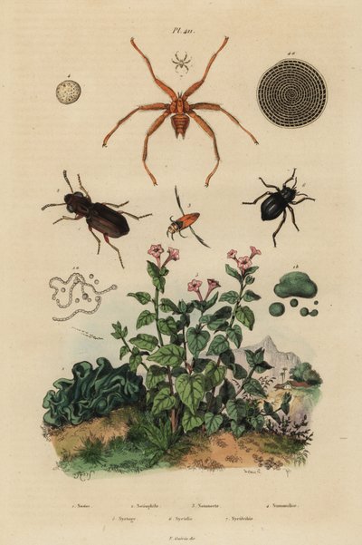 خنفساء كبيرة العينين ، Notiophilus biguttatus ، سباح خلفي ، أنواع Nononecta ، حفرية نوموليت ، خنفساء داكنة ، أنواع Nyctelia ، ذبابة الخفافيش ، أنواع Nycteribia بواسطة غير معروف
