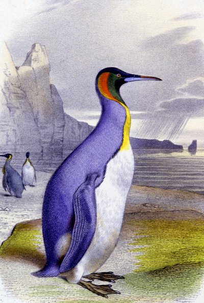 البطريق الكبير، حوالي عام 1850 (مطبوعة حجرية) بواسطة فنان غير معروف