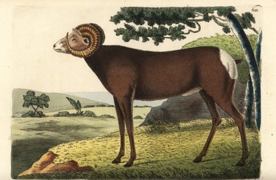 خروف بيغورن أو الخروف الكندي. Ovis canadensis. رسم ونقش ريتشارد بوليدور نودر. نقش على لوح نحاسي ملون باليد من كتاب "منوعات عالم الطبيعة" لجورج شو وفريدريك نودر، لندن بواسطة فنان غير معروف