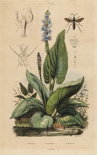 دبور العنكبوت الأسود ، Anoplius viaticus 1 ، pickerelweed ، Pontederia cordata 2 ، والروبيان الحارس ، Anchistus custos 3 بواسطة غير معروف