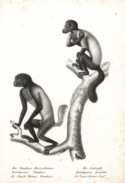 الأوكاري أسود الرأس، كاكاجاو ميلانوسيفالوس أوكاري (Brachyurus ouakari) والساكي الملتحي بني الظهر، Chiropotes israelita (Brachyurus israelita). مطبوعة حجرية لكارل جوزيف برودتمان من كتاب التاريخ الطبيعي المصور للحيوانات لهاينريش رودولف شينز (التاريخ الطبيعي  بواسطة فنان غير معروف
