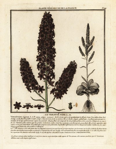 خربق أسود كاذب ، Veratrum nigrum. بواسطة فنان غير معروف