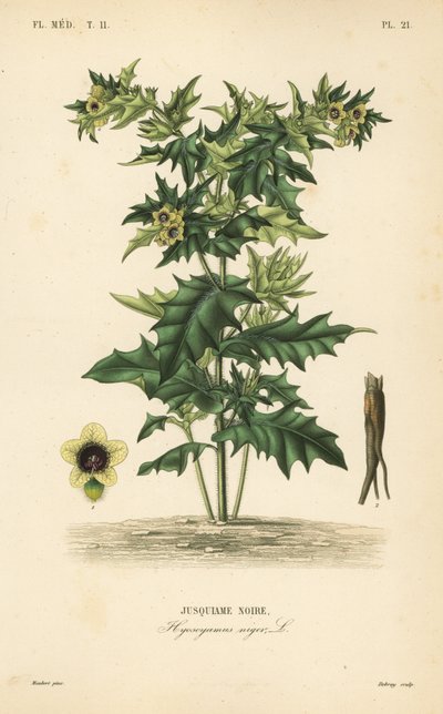 الهنبان الأسود أو الباذنجان النتن ، Hyoscyamus niger ، Jusquiame noire بواسطة غير معروف