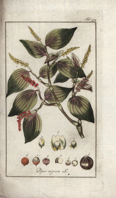 طبق فلفل أسود (بايبر نيغروم). مطبوعة حجرية من "Afbeelding der Arteny-Gewassen" ليوهانس زورن (1739-1799)، هولندا بواسطة فنان غير معروف