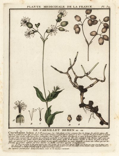 مزرعة المثانة ، Silene vulgaris. بواسطة فنان غير معروف