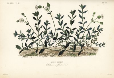 مزرعة المثانة ، Silene vulgaris ، Silene inflata ، انتفاخات Silene بواسطة غير معروف