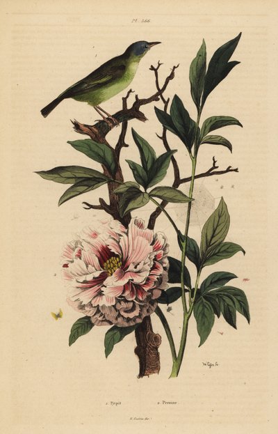 الفنتيل ذو الرأس الأزرق ، Rhipidura cyaniceps 1 والفاوانيا ، Paeonia Sufruticosa 2 بواسطة غير معروف