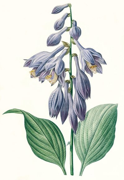 توضيح نباتي / Redoubt / Hosta ventricosa بواسطة غير معروف