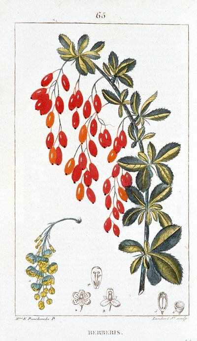 لوح نباتي / Berberis sp / Barberry spine بواسطة غير معروف