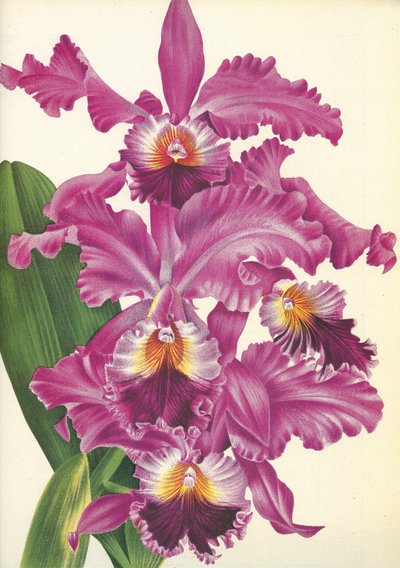 لوح نباتي / Cattleya labiata var. بيرفيكتا / ليندينيا بواسطة غير معروف