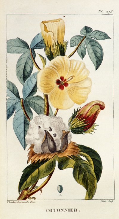 لوح نباتي / Gossypium sp / قطن بواسطة غير معروف