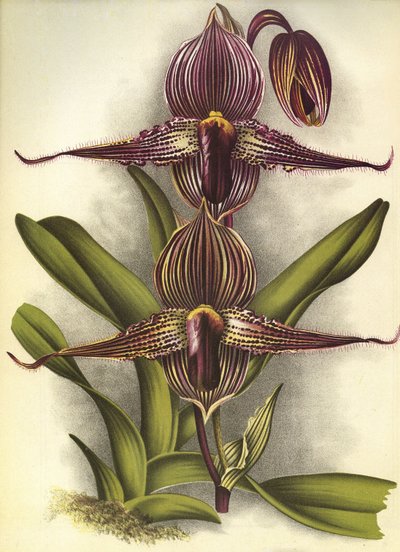 لوح نباتي / Paphiopedilum rothschildianum / Lindenia بواسطة غير معروف