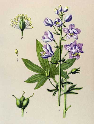 لوحة نباتية. نبات وريدي (سام): Dolphinella staphysegar (Delphinium staphysagria) بواسطة فنان غير معروف