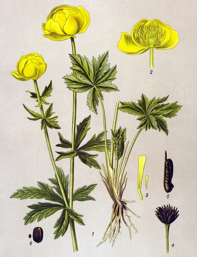 لوحة نباتية. نبات وريدي (سام): القزم الأوروبي (Trollius europaeus) بواسطة فنان غير معروف