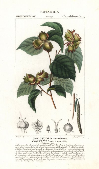 لوحة نباتية: البندق والبندق - البندق الأمريكي، Corylus americana، موطنه الأصلي أمريكا الشمالية. نقش على لوحة نحاسية ملونة يدوياً من "قاموس العلوم الطبيعية" لجوسيو، 1837. نقش بقلم ستانغي، ورسم بيير جان فرانسوا تي بواسطة فنان غير معروف