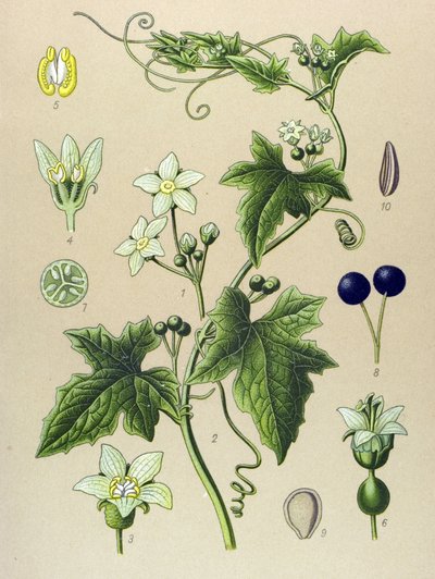 لوح نباتي ، نبات: Bryone (Bryonia alba) بواسطة فنان غير معروف