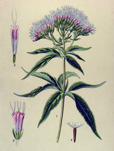 لوح نباتي ، نبات: eupatorium أوراق القنب (Eupatorium cannabinum) بواسطة فنان غير معروف