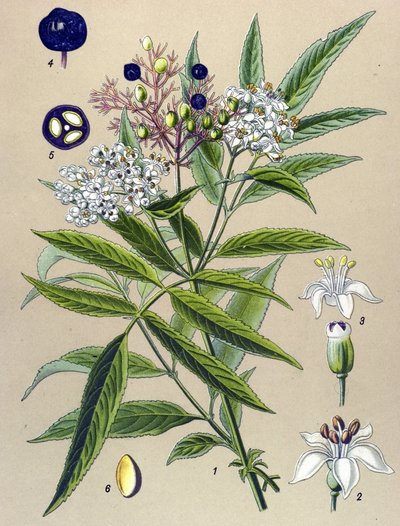 لوح نباتي ، نبات: هيبل بلسانهم (Sambucus ebulus) بواسطة فنان غير معروف