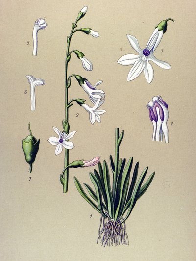 لوحة نباتية، نبات: لوبيليا (Lobelia dortmanna) بواسطة فنان غير معروف