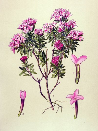 لوح نباتي ، نبات سام: الجمل أو جامي جبال الألب (Daphne Cneorum) بواسطة فنان غير معروف