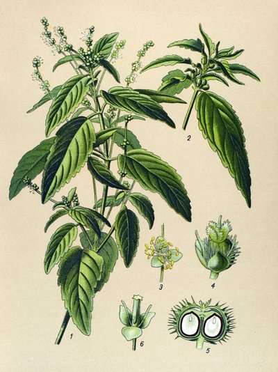 لوح نباتي ، نبات سام (سام): زئبقي سنوي (Mercurialis annua) بواسطة فنان غير معروف
