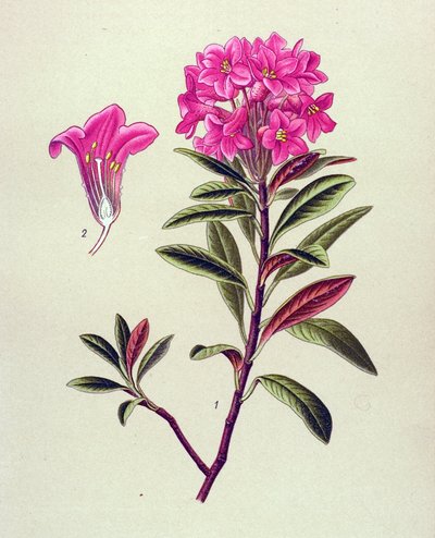لوح نباتي ، نبات وريدي (سام): رودودندرون حديدي (رودودندرون فيروجينيوم) بواسطة فنان غير معروف