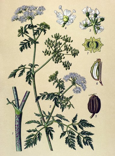 لوح نباتي ، نبات وريدي (سام): الشوكران (Conium maculatum) بواسطة فنان غير معروف