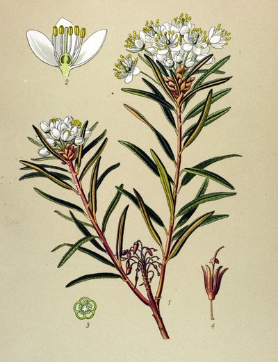 لوح نباتي ، نبات وريدي (سام): مارش ليدون (Ledum palustre) بواسطة فنان غير معروف
