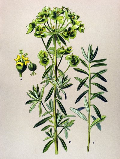 لوح نباتي ، نبات وريدي (سام): جولة يول أو الفربيون بيبلس (Euphorbia Peplus) بواسطة فنان غير معروف