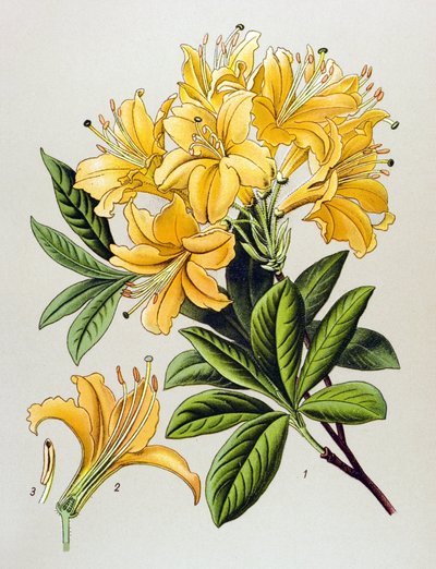 لوح نباتي ، نبات وريدي (سام): أزالي أصفر (Rhododendron luteum) بواسطة فنان غير معروف