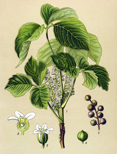 لوح نباتي ، نبات وريدي (سام): تسلق السماق (Rhusoxodendron) بواسطة فنان غير معروف