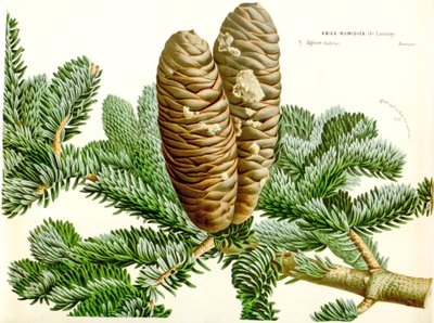 رسم توضيحي للنباتات / Abies numidica / التنوب الجزائري / Numidie fir بواسطة غير معروف