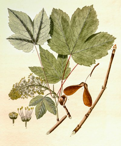 التوضيح النباتي / Acer pseudoplatanus / الجميز القيقب بواسطة غير معروف