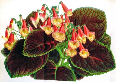 توضيح نباتي / Achimenes naegelioides / Achimene بواسطة غير معروف
