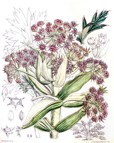 توضيح نباتي / Aciphylla latifolia / Anisotome latifolia / أسيفيل واسع بواسطة غير معروف