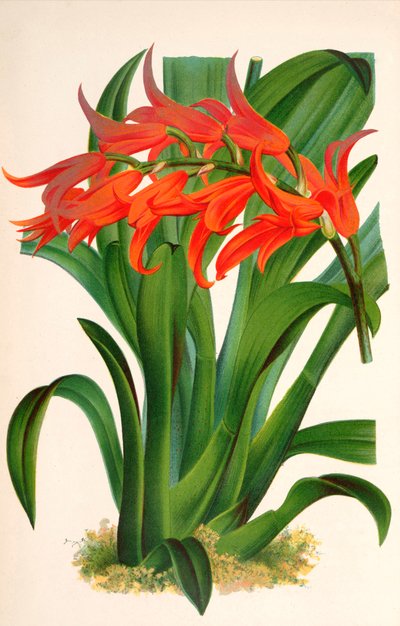 رسم توضيحي نباتي / Ada aurantiaca بواسطة غير معروف