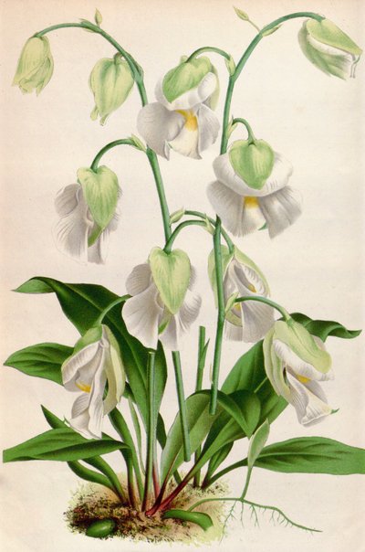 توضيح نباتي / Utricularia alpina / Utricular alpine بواسطة غير معروف