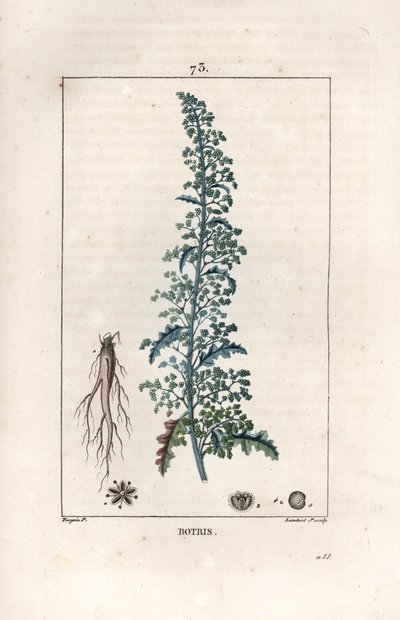 بوتريس (تشينوبوديوم بوتريس) - نقش بقلم لامبرت فيل، بعد رسم لبيير جان فرانسوا توربان (1775-1840)، من كتاب لا فلور ميديكال، بقلم شوميتون وبوارت وشامبيريت، باريس 1830 - حَشيشة البلوط المقدسية، ديسفانيا بوتريس - نقش لامبرت جو بواسطة فنان غير معروف