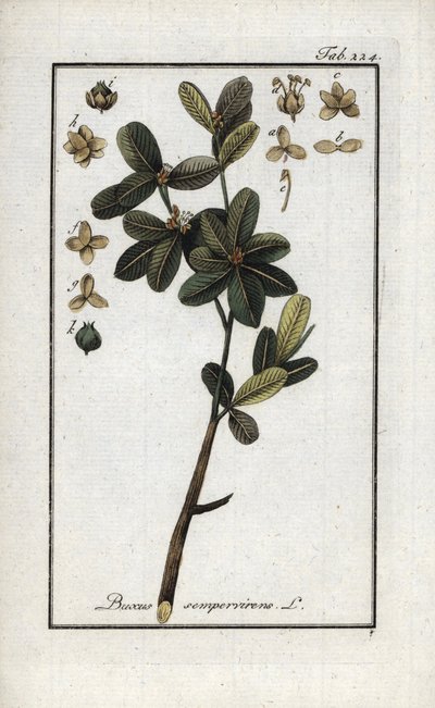 خشب البقس أو خشب البقس الأخضر الساكن (Buxus sempervirens). مطبوعة حجرية من "Afbeelding der Arteny-Gewassen" ليوهانس زورن (1739-1799)، هولندا بواسطة فنان غير معروف