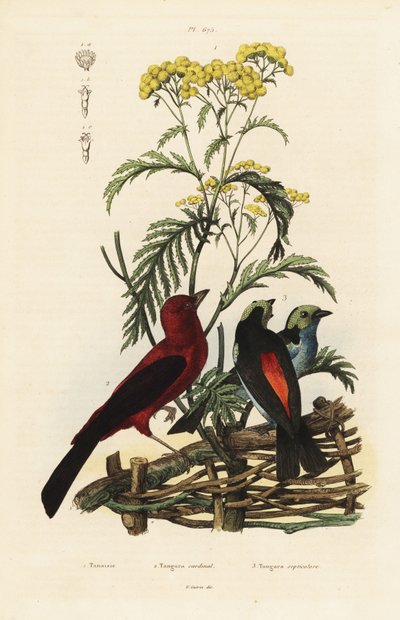 تانجر البرازيلي ، Ramphocelus bresilius ، و Paradise tanager ، Tangara chilensis بواسطة غير معروف