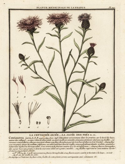 knapweed البني ، القنطريون jacea. بواسطة فنان غير معروف