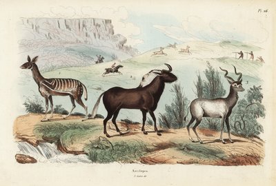 Bushbuck ، نصوص Tragelaphus 1 ، الحيوانات البرية السوداء أو gnu أبيض الذيل ، Connochaetes gnou 2 ، أكبر كودو ، Tragelaphus Strepsiceros 3 بواسطة غير معروف