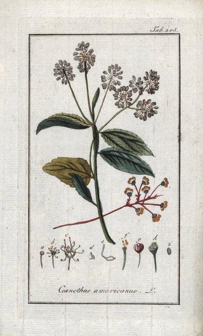ليلك كاليفورنيا (سيانوثوس أمريكانوس). مطبوعة حجرية من "Afbeelding der Artseny-Gewassen" ليوهانس زورن (1739-1799)، هولندا بواسطة فنان غير معروف