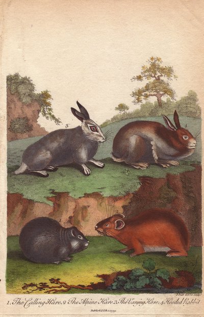 الأرنب البري، وأرنب جبال الألب، والأرنب البري المتغير، والأرنب البري المقنع Oryctolagus cuniculus، Lepus capensis، Lepus timidus بواسطة فنان غير معروف