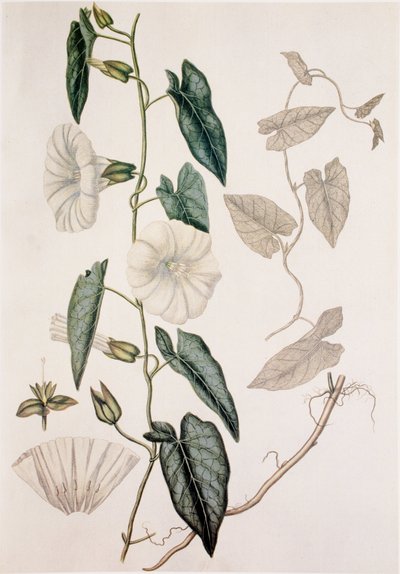 Calystegia sepium / Convolvulus sepium / Hedge Bedding بواسطة غير معروف