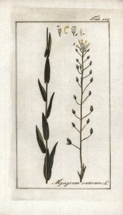 كاميلين أو بازارد الكتان أو السمسم من ألمانيا (كاميلينا ساتيفا). مطبوعة حجرية من "Afbeelding der Artseny-Gewassen" ليوهانس زورن (1739-1799)، هولندا بواسطة فنان غير معروف